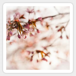 Cherry Blossom Sticker